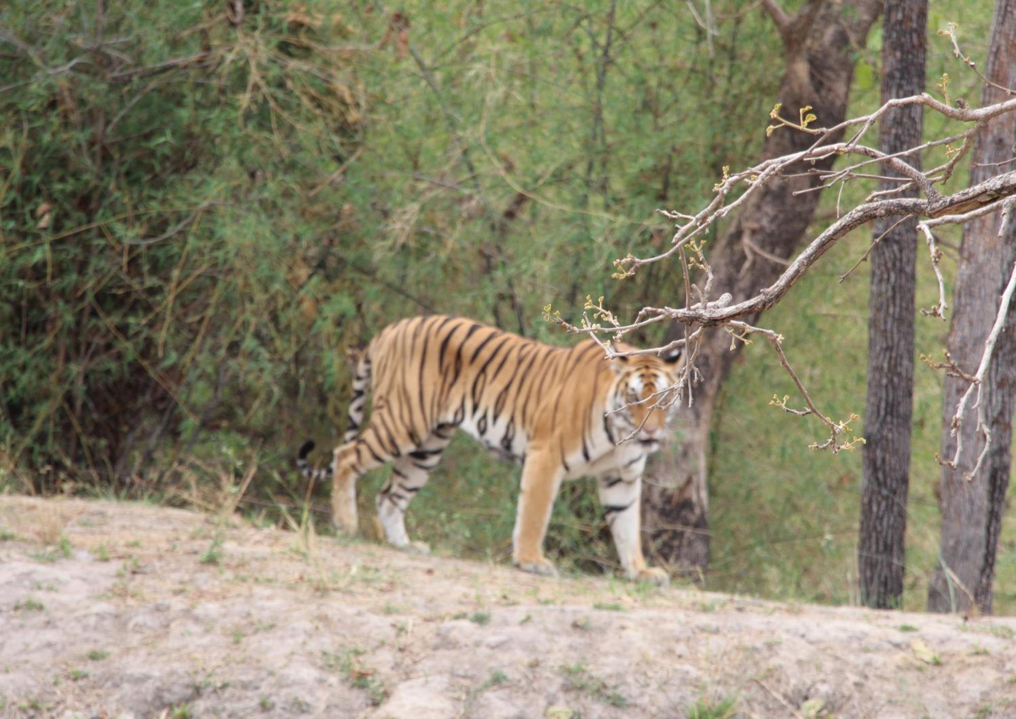 Tiger Tops Karnali Lodge Bardiyā Exterior foto