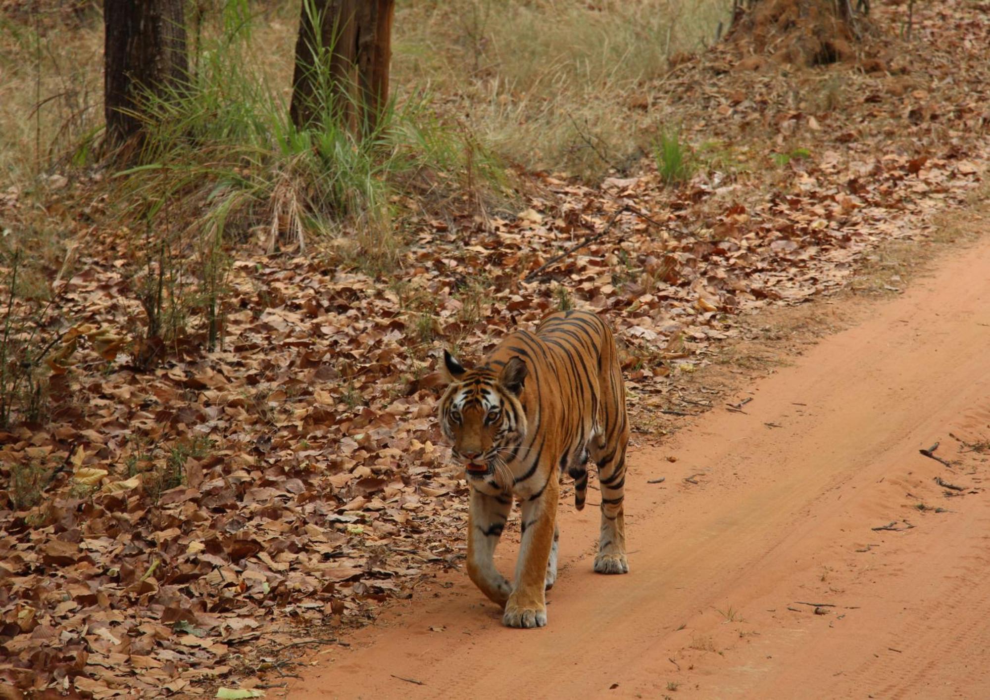 Tiger Tops Karnali Lodge Bardiyā Exterior foto